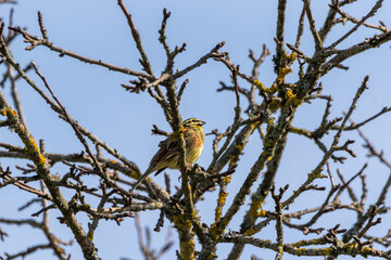 A male Cirl bunting (Emberiza cirlus)perched in a fruit tree.