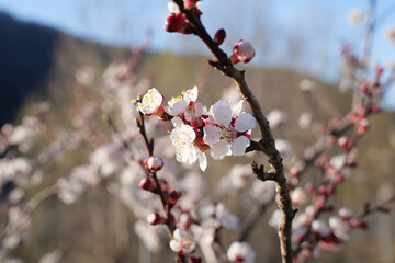 Blooming Apricot Tree Branches in Wachau in Austria in Spring