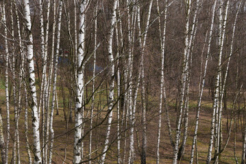 view of birch trees, early spring...