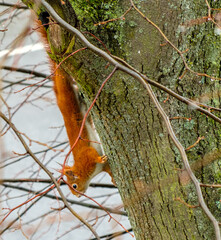 a squirrel climbing down a tree in autumn
