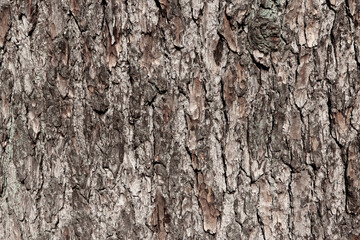 Brown tree bark background, close-up. Relief natural texture of oak trunk for publication, screensaver, wallpaper, postcard, poster, banner, cover, website, post. High quality photo