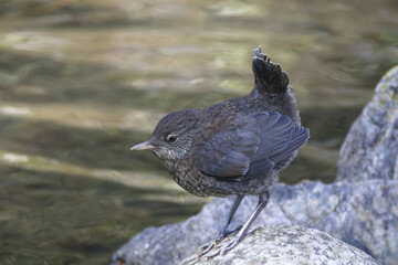 渓流の石の上で給餌を待つカワガラスの幼鳥