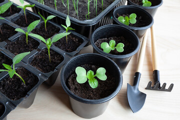 young pepper and cabbage seedlings and garden tools on a wooden table background.