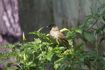 bird on a branch