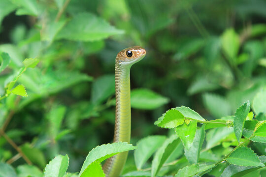 green caterpillar on a leaf