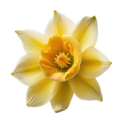 Fototapeta na wymiar a spring-themed top view illustration featuring isolated white and yellow daffodil flowers set on a transparent background and provided in PNG. Generative AI