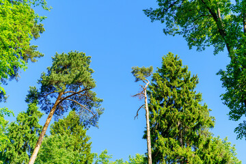 Fototapeta premium Crowns of pine, spruce, and deciduous trees against a dazzling blue sky. Crowns of trees against the sky