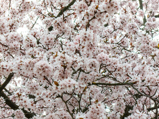 A cherry blossom, also known as Japanese cherry or sakura, is a flower of many trees of genus Prunus