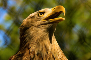 portrait of a eagle