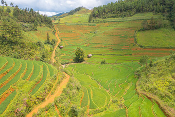 Aerial top view of fresh paddy rice terraces, green agricultural fields in countryside or rural area of Mu Cang Chai, mountain hills valley in Asia, Vietnam. Nature landscape background.