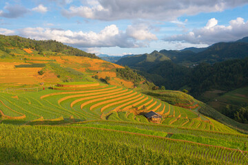 Aerial top view of fresh paddy rice terraces, green agricultural fields in countryside or rural area of Mu Cang Chai, mountain hills valley in Asia, Vietnam. Nature landscape background.