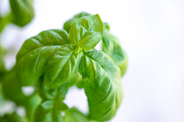 Obraz premium Macro Close-up of Basil Plant leaves, isolated on a white background