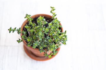 Thyme herb plant in terracotta pot isolated on white background, looking down