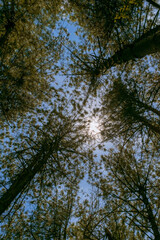 Low angle view of pine forest, Very old, huge mediterranean pine tree. View from directly below. Merida Venezuela
