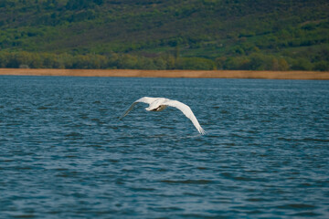 Beautiful shot of a nice white swan flying above water with wings wide opened.