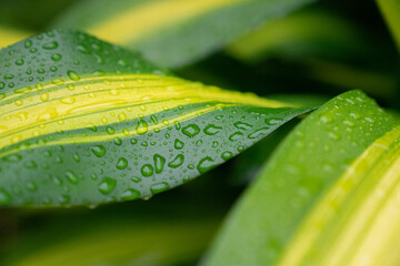 Leafs after the rain green abstract background macro photo