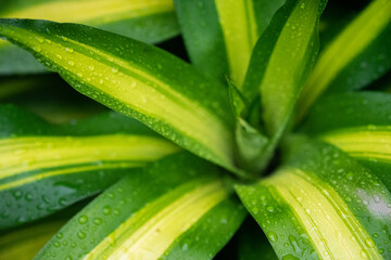 Leafs after the rain green abstract background macro photo