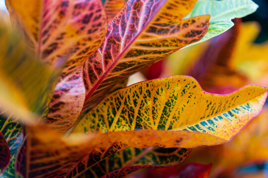 Croto Plant in macro photographic, whit abstract background 