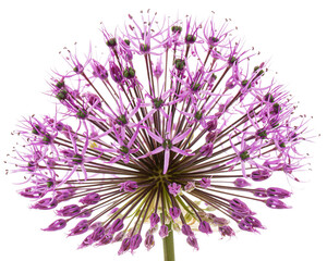 Globular flowering inflorescence of ornamental onion, isolated on white background