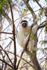 Verreaux's sifaka in the Kirindy park. White sifaka on the Madagascar island. Madagascar fauna. White sifaka with dark head.	