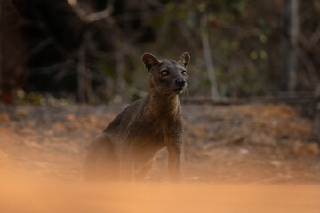 Fossa in the Kirindy forest. Cryptoprocta ferox on the Madagascar island. Madagascar fauna. Brown apex predator in the Madagascar's forest.	