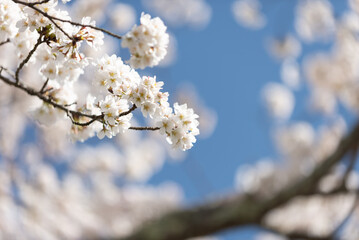 満開の桜