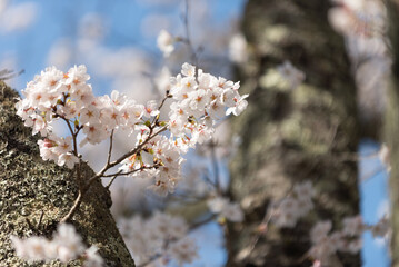 満開の桜