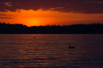 A lone bird on a lake with red colored sky after the sunset