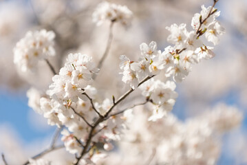 満開の桜