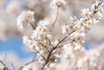 満開の桜