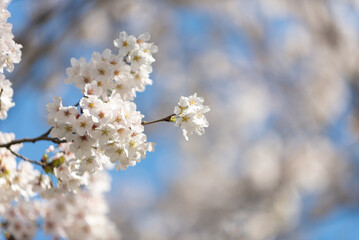 満開の桜