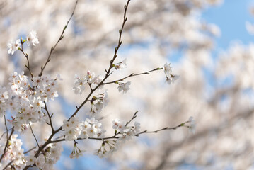 満開の桜