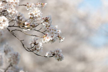満開の桜