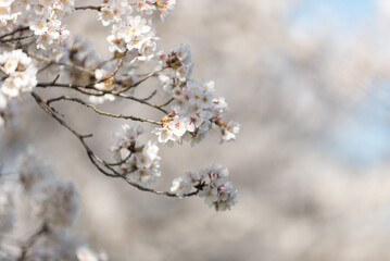 満開の桜