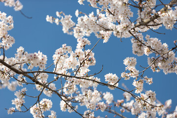 満開の桜