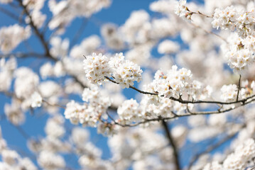 満開の桜