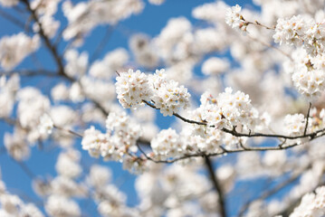 Obraz premium 満開の桜