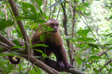 Naklejka premium white tailed macaque