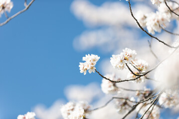 満開の桜