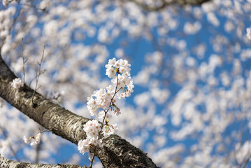 満開の桜
