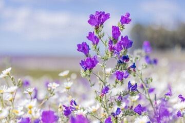 Obraz premium Field of white daisies and purple sage in Portugal.
