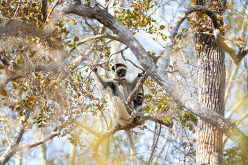 Verreaux's sifaka in the Kirindy park. White sifaka on the Madagascar island. Madagascar fauna. White sifaka with dark head.	