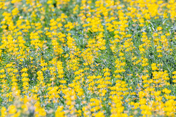 Yellow flowers in a field of canola.