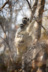 Verreaux's sifaka in the Kirindy park. White sifaka on the Madagascar island. Madagascar fauna. White sifaka with dark head.	