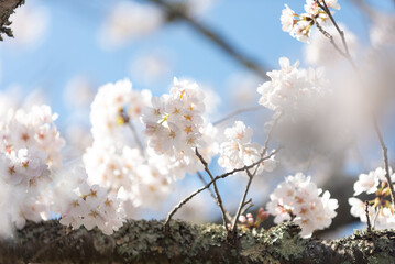 満開の桜
