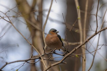 Common chaffinch or Vink in its natural habitat, A small bird perched on the branches tree with yong green leaves in spring, Widespread small passerine bird in the finch family, Living out naturally.