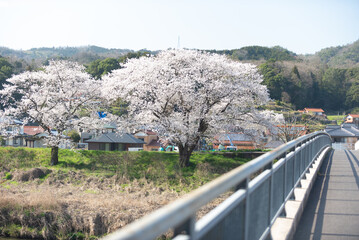 満開の桜
