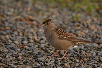 Golden-crowned Sparrow on gravel