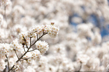 満開の桜