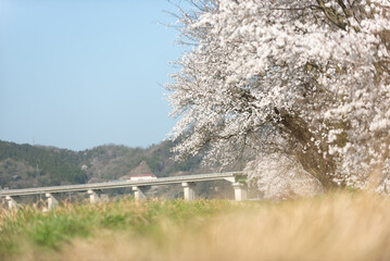 満開の桜